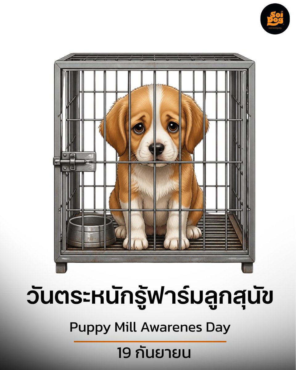 soidogthailand's tweet photo. คุณกำลังสนับสนุนฟาร์มสุนัขที่ไม่ได้มาตรฐานและทำให้ลูกหมาทุกข์ทรมานอยู่หรือไม่?
มีลูกสุนัขหลายพันตัวรอคอยบ้านใหม่ด้วยความหวังอยู่ที่ศูนย์พักพิงต่าง ๆ รวมถึงซอยด๊อก
คุณเองก็สามารถให้โอกาสแก่น้อง ๆ เหล่านี้ได้

มูลนิธิเพื่อสุนัขในซอยสนับสนุนการรับเลี้ยงแทนการซื้อ https://t.co/2TEUpyDcIJ