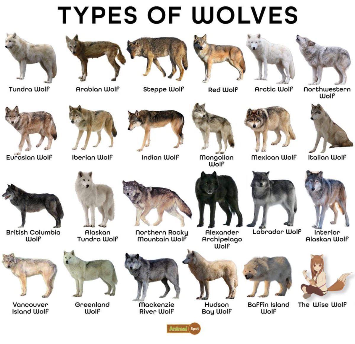 KizarouImaizumi's tweet photo. Here’s the list of the Common Types of Wolves Species https://t.co/YNSlUIYKZq