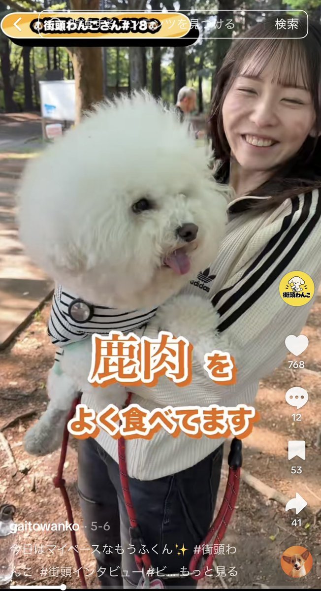gaitowanko's tweet photo. え、待って、鹿肉食べてるビジョンフリーゼ強者すぎないか？？

#ビジョンフリーゼ #犬好きさんと繋がりたい https://t.co/QvADkuBKNk