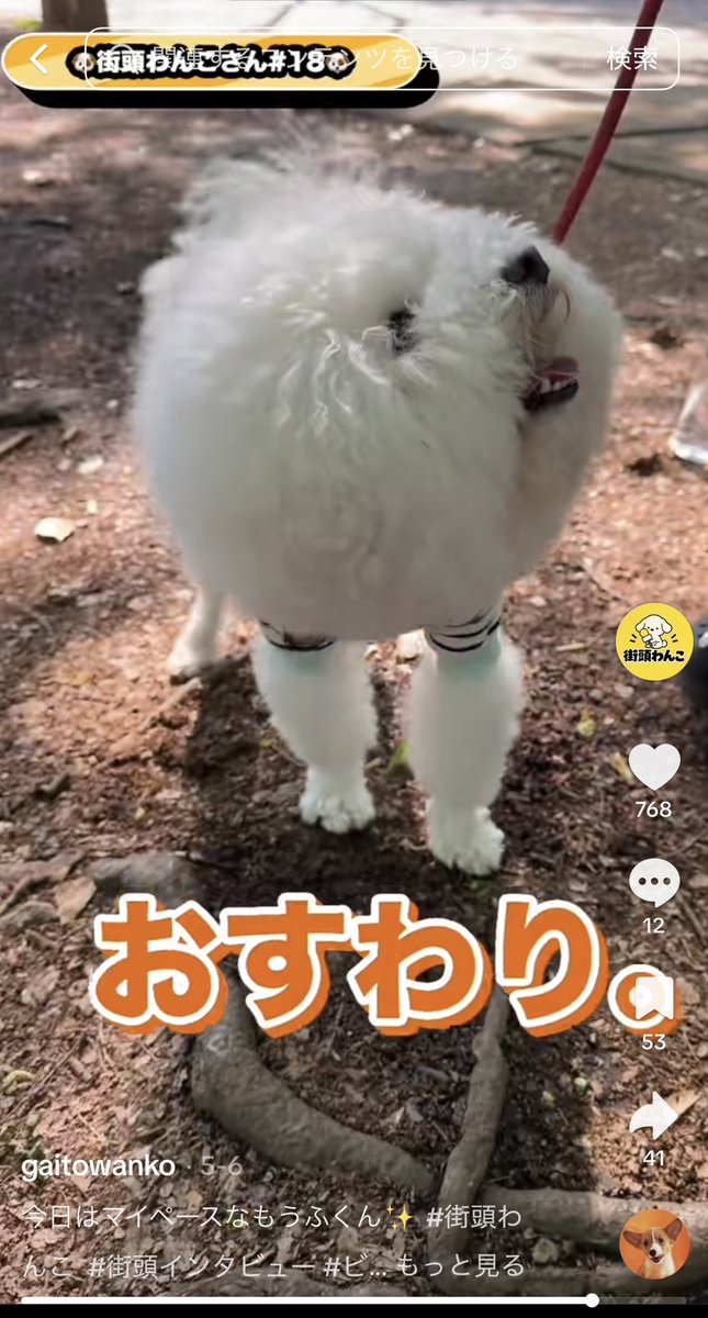 gaitowanko's tweet photo. え、待って、鹿肉食べてるビジョンフリーゼ強者すぎないか？？

#ビジョンフリーゼ #犬好きさんと繋がりたい https://t.co/QvADkuBKNk