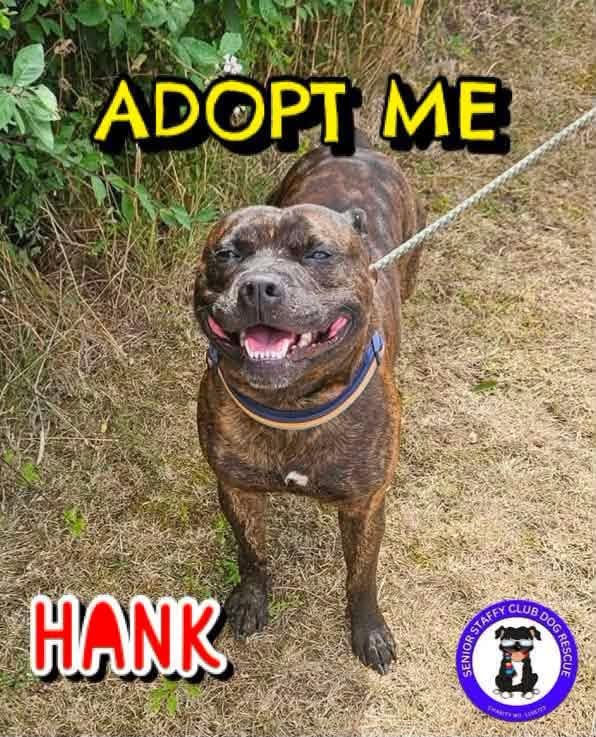 SeniorStaffy's tweet photo. Good morning Staffy Lovers!
It's hard to believe that our adorabull boy Hank and his amazing helicopter tail is still wsiting for his special someone to notice him.
Maybe that someone is you? Please share to help him find love ❤️ https://t.co/ohVfw2UqJD #TeamZay #adoptdontshop ❤️ https://t.co/Nn5vAPT3T7