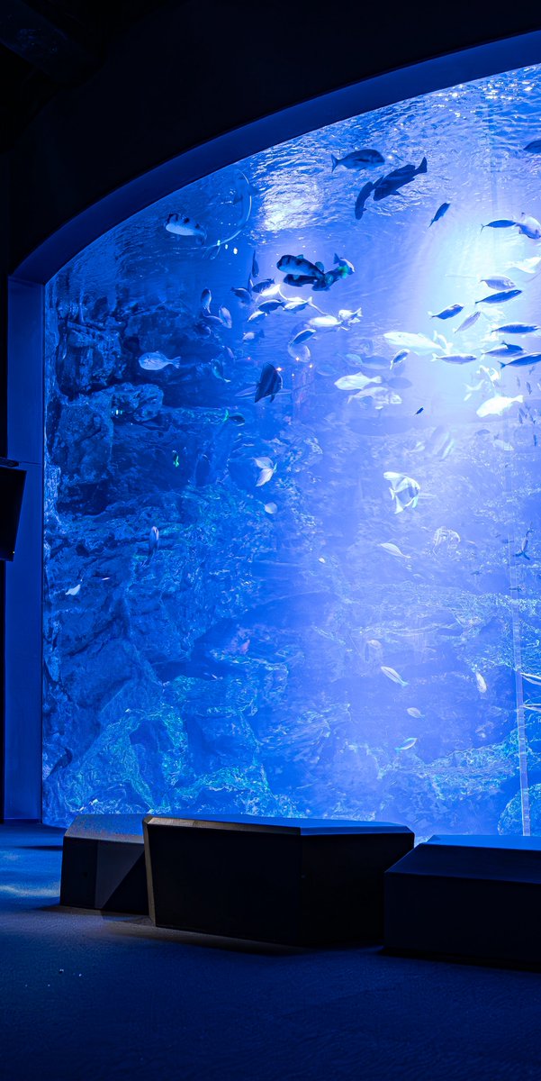kuronekocamera's tweet photo. 京都水族館の大水槽はいいぞ https://t.co/s669xe4cPh