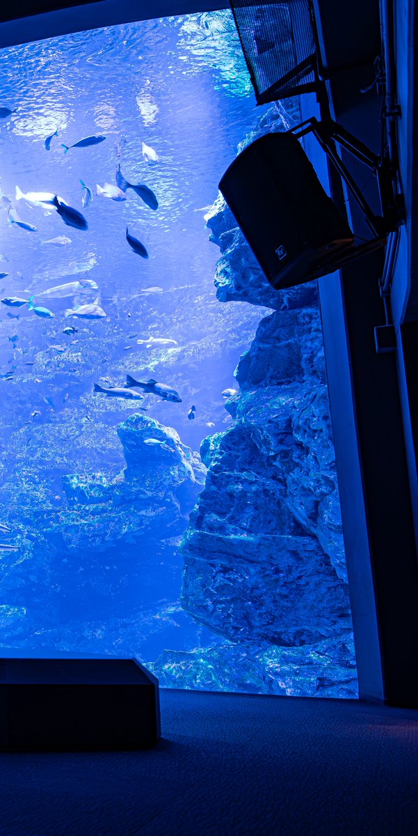 kuronekocamera's tweet photo. 京都水族館の大水槽はいいぞ https://t.co/s669xe4cPh