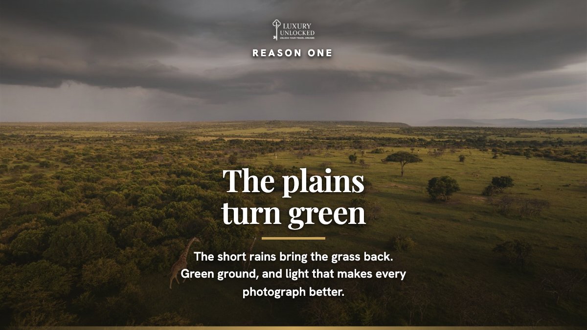 luxury_unlocked's tweet photo. November in the Masai Mara, the month most people skip.  

The short rains arrive and the plains turn green. Showers are usually brief, often in the afternoon, and the skies afterwards are the reason photographers come now. 

Fewer vehicles at a sighting, and camp rates below peak.