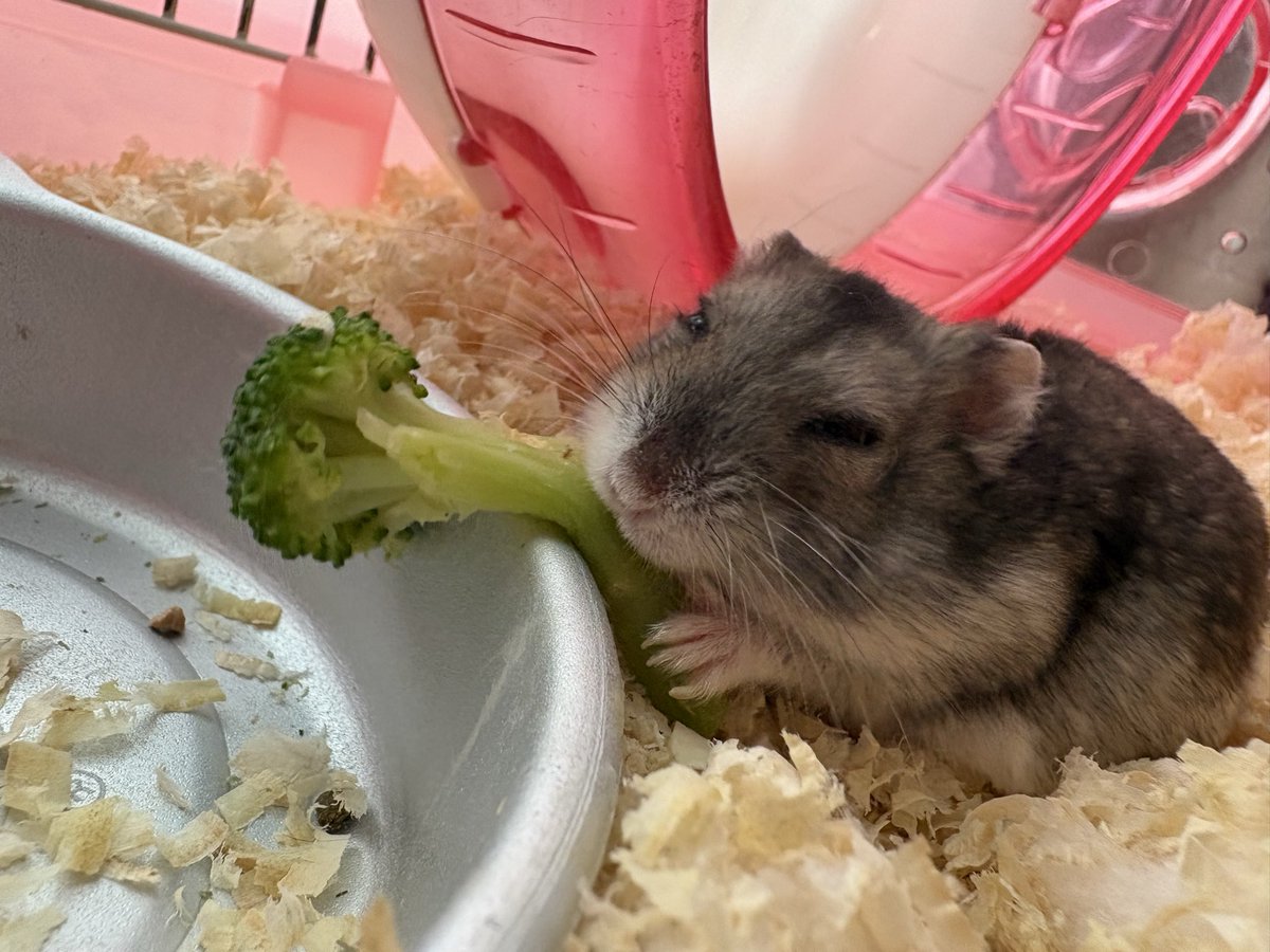 Pote_tp's tweet photo. 好きだね〜🥦 https://t.co/O94JAVFPOp