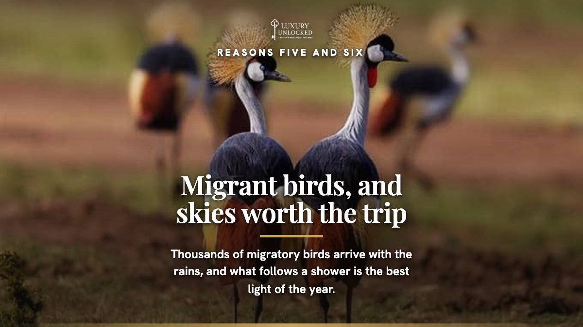 luxury_unlocked's tweet photo. The wildebeest have moved south to the Serengeti, so this is not the month for the crossings. 

What you get instead: resident lion, cheetah and leopard on green ground, migratory birds arriving in numbers, and the plains largely to yourselves.  

Tell us your dates and we will put a plan together.
