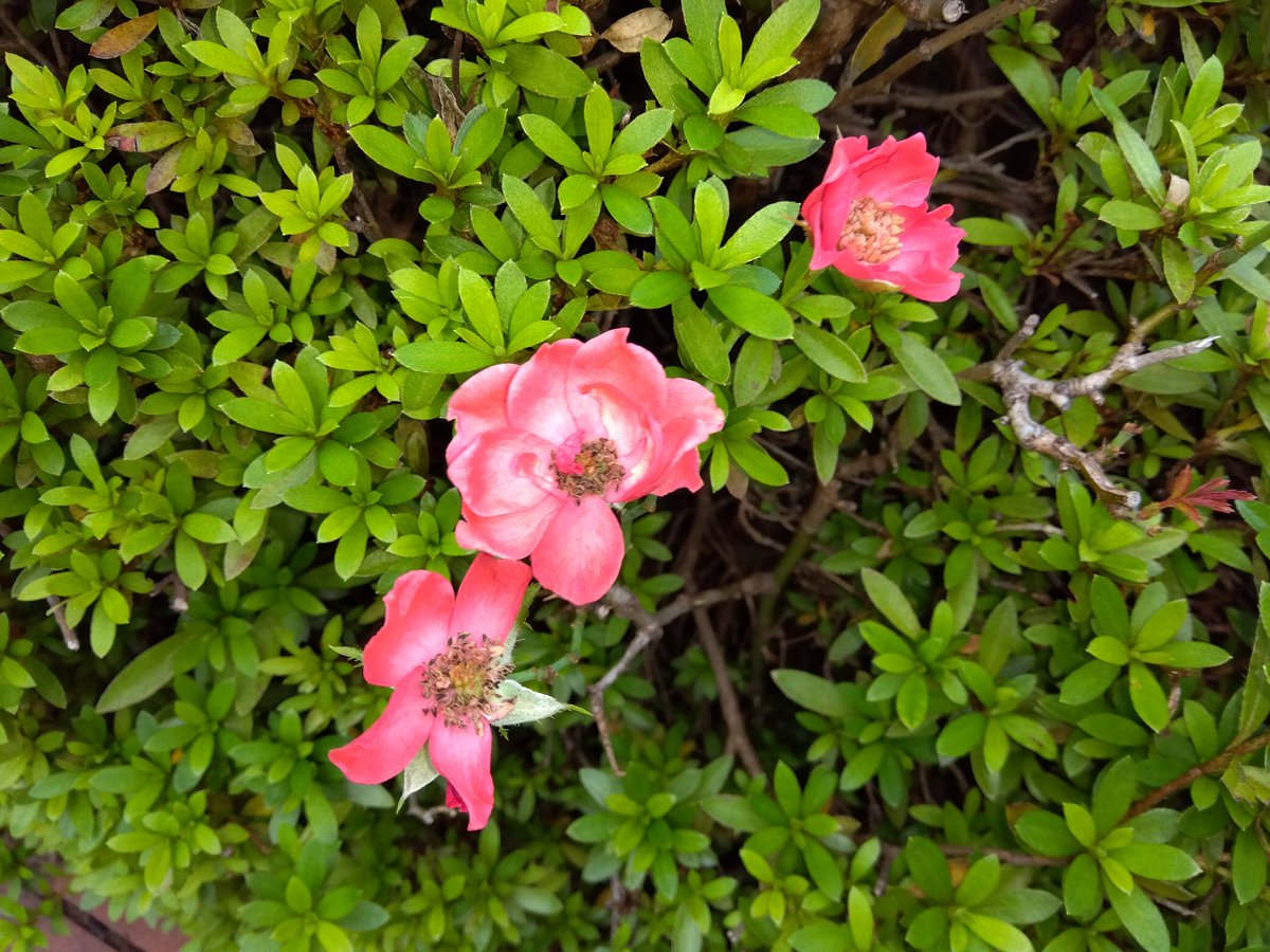 MakoVw3's tweet photo. 今日の花と空🌺🌤️
#花　#空　#千葉県千葉市 https://t.co/CwRlIDQXiW