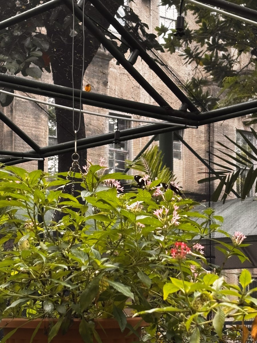 ellisswell's tweet photo. butterfly sanctuary https://t.co/NtcdFG013e