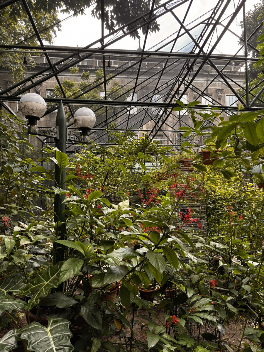 ellisswell's tweet photo. butterfly sanctuary https://t.co/NtcdFG013e