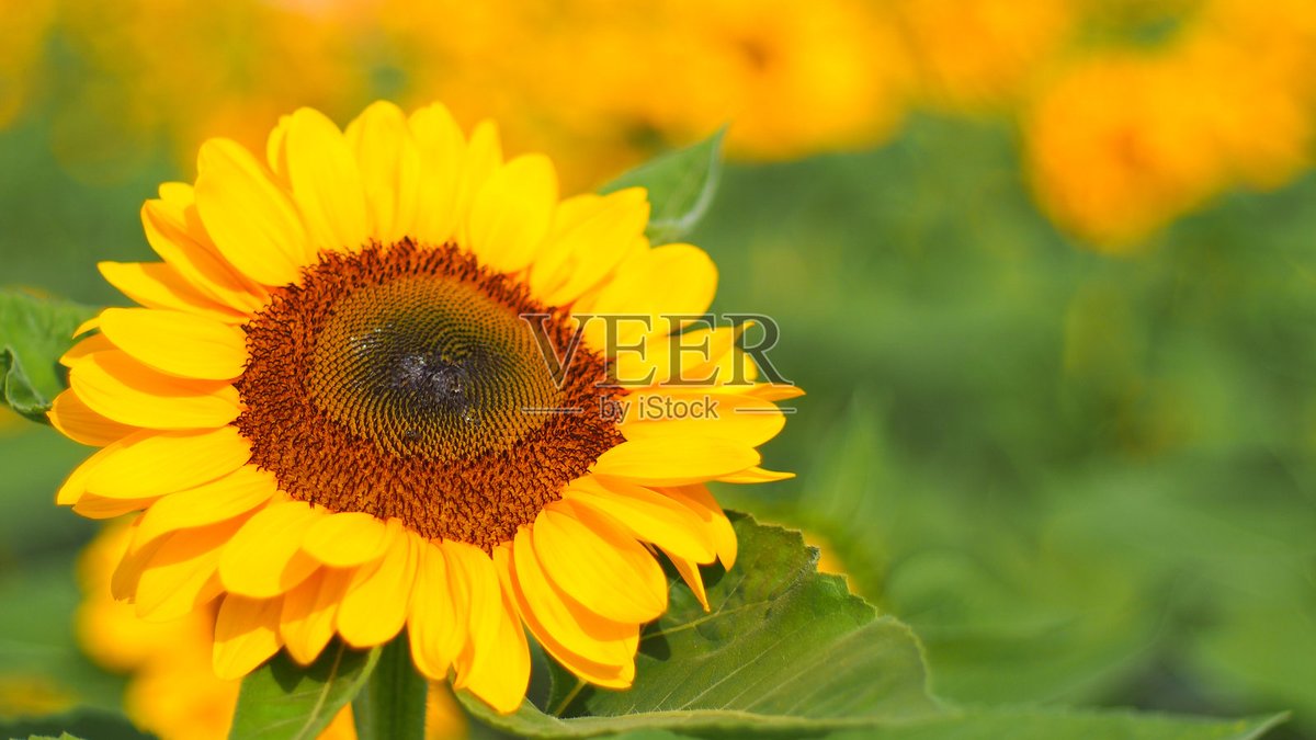 aliou460451's tweet photo. New to photography Start small: grab your phone, find a sunny spot, and snap 1 close-up of a flower today. No fancy gear needed! https://t.co/SmyXnKBVR2