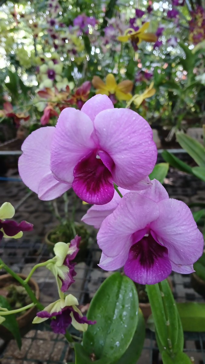 LauzJoef's tweet photo. Ang mga magagandang bulaklak ng orkidya.
#amazingflowers #amazingworld #amazingnature https://t.co/b6OS41Z9nV