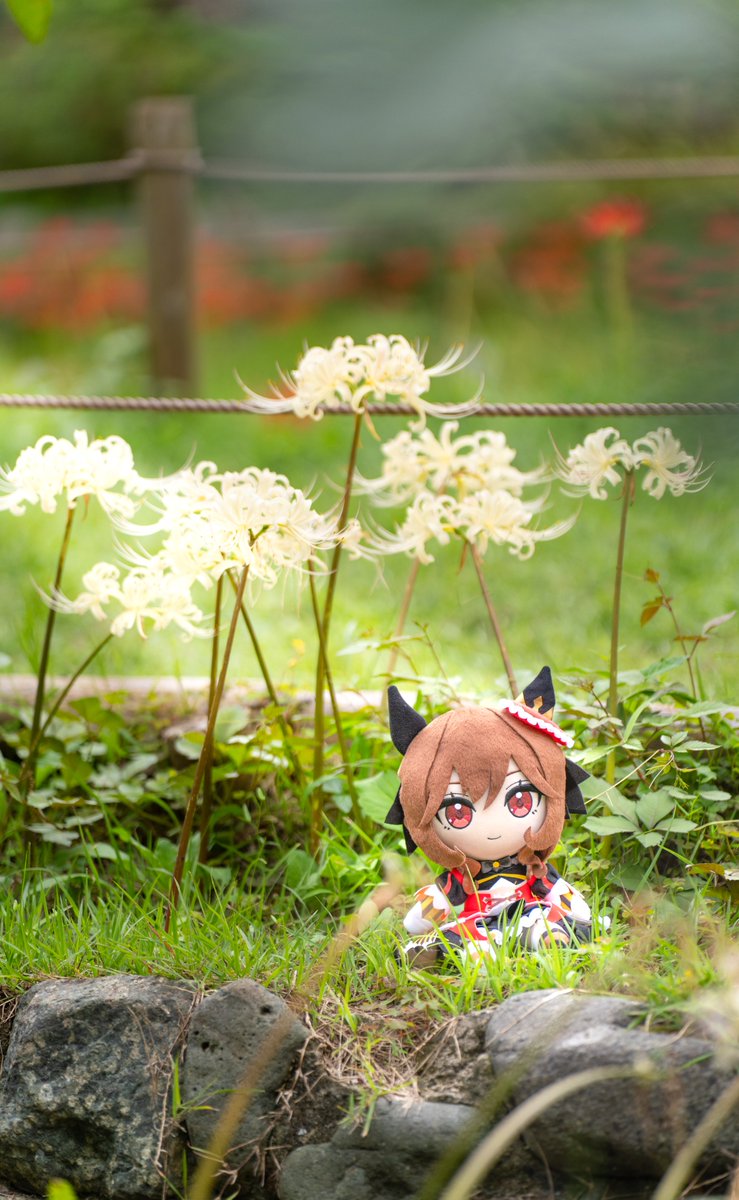 mild0520's tweet photo. ジェンティルドンナのぬいぐるみって彼岸花とめちゃくちゃ相性いいよね✨
#ウマ娘ぬい活
#彼岸花
#府中市郷土の森博物館 https://t.co/l0tHbkerlu