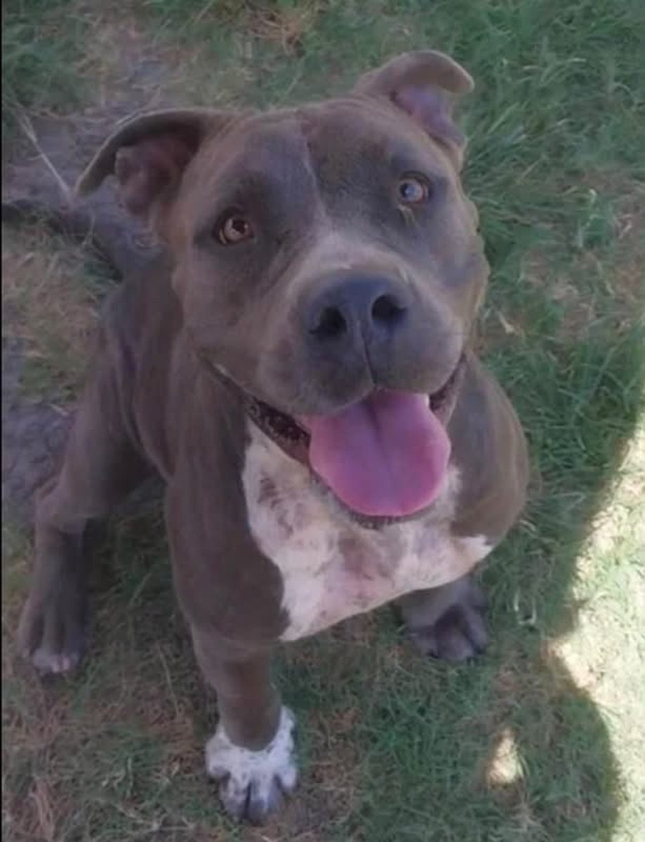 LisaBrabson's tweet photo. CRY BABY #A367030 3YO
I'm absolutely BEGGING u to #Pledge to save this adorable girl😓
Because she gets so excited &amp; happy,around people, #CorpusChristiACS is going to KILL her
PLEDGES to attract a rescue,r the only CHANCE she has to LIVE💔
PLZ #PLEDGE ⌛️She doesn't want to DIE https://t.co/tH9j281hB8