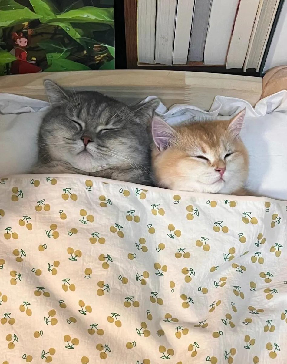 cameo179697's tweet photo. Nothing beats my lazy Sunday cuddle session with my fur baby https://t.co/buY3DRfMTs