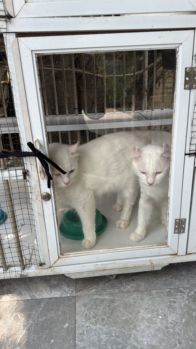 Mengepett__'s tweet photo. mau ngurangin kucing dirumah ada 1 kinkalow bisa di adopt, siapa tau ada yg minat, buat pict lengkap bs langsung hubungi aku ya, makasih 🙏🏻 https://t.co/bCsg0rTGwD