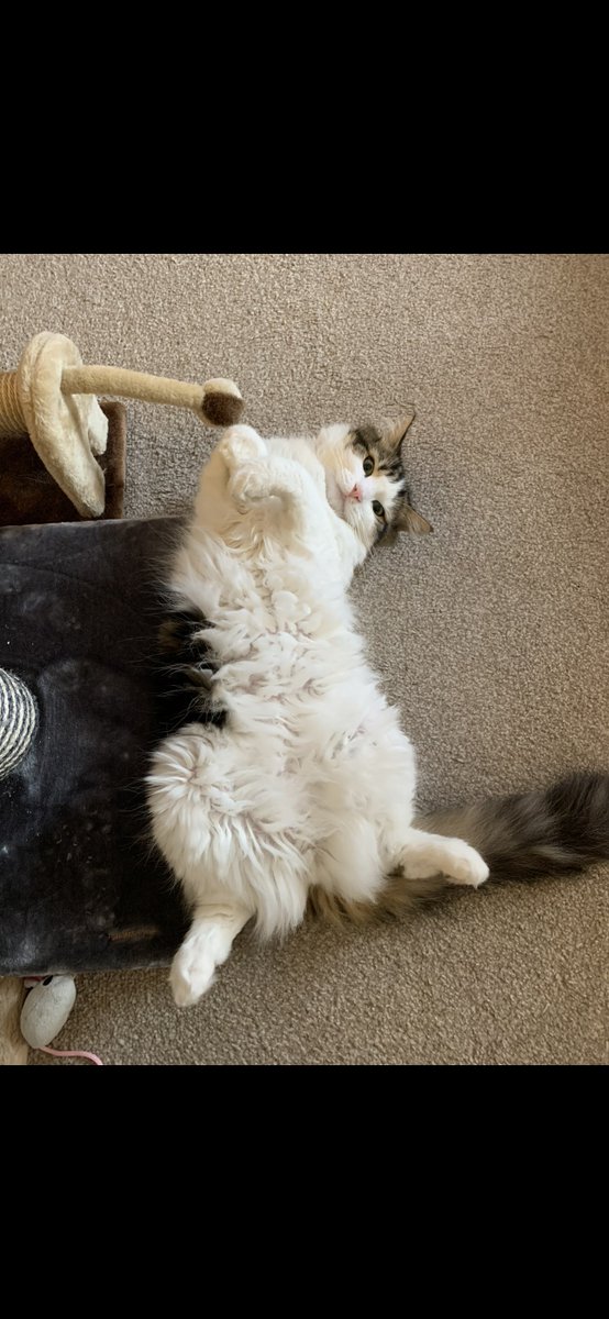 Hamesquish's tweet photo. Let me introduce Logan. He is my Big brother. Mum says he is her big softie, total mummies boy. He is a Norwegian forest mix. He was surrendered due to not having personality 😾 #adoptdontshop #catsoftwitter #cat #forestcat https://t.co/SAJj4iLGl8