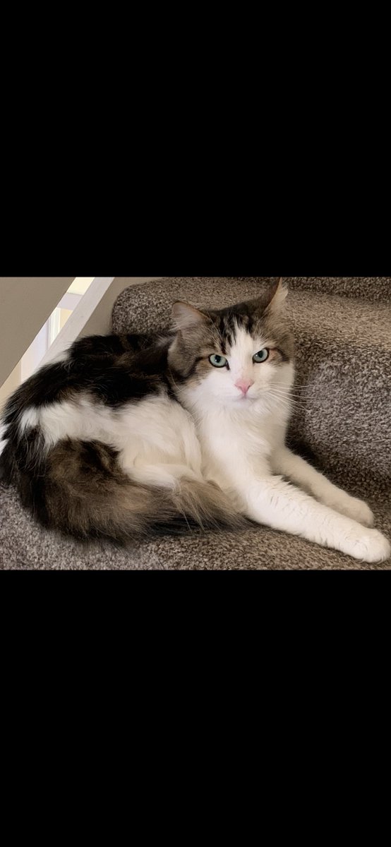Hamesquish's tweet photo. Let me introduce Logan. He is my Big brother. Mum says he is her big softie, total mummies boy. He is a Norwegian forest mix. He was surrendered due to not having personality 😾 #adoptdontshop #catsoftwitter #cat #forestcat https://t.co/SAJj4iLGl8