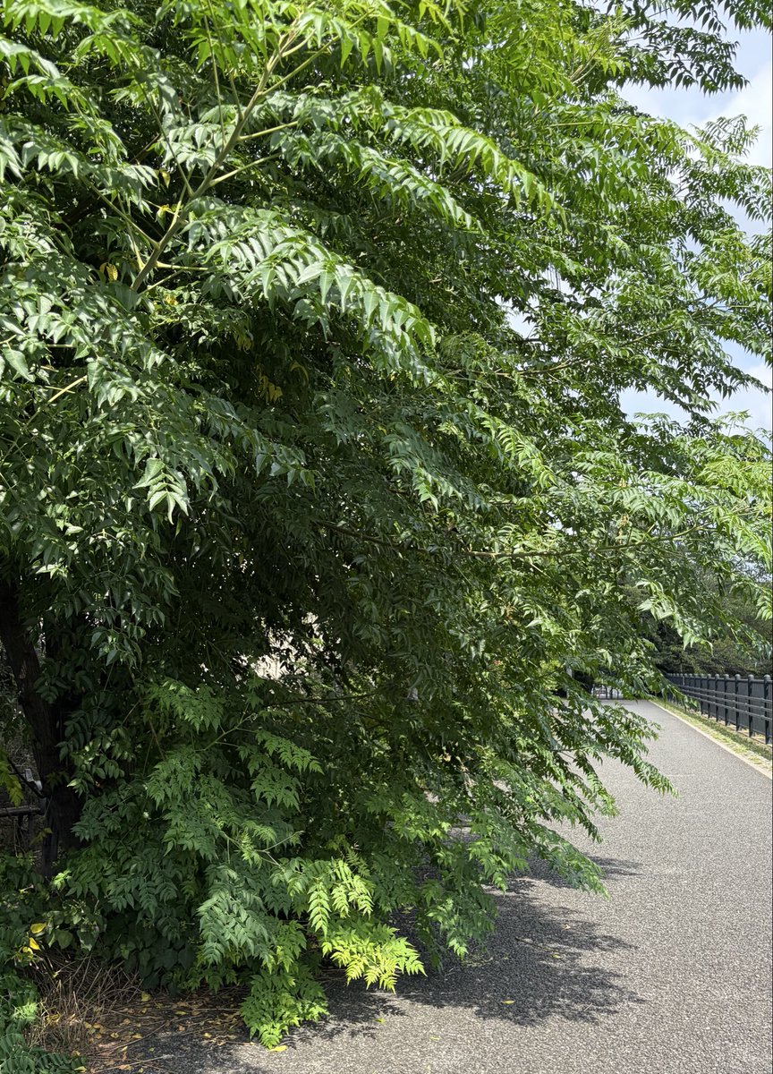 yoshiko031's tweet photo. ８月 20日　９月４日　９月１８日
この木なんていうのかな。
８月に地面から茂ってるのが面白くて撮りました。そしたらその後スッキリ。
今日見たらもう来年も地面から茂る気まんまんで感心しました。 https://t.co/44Uc2Tzby4