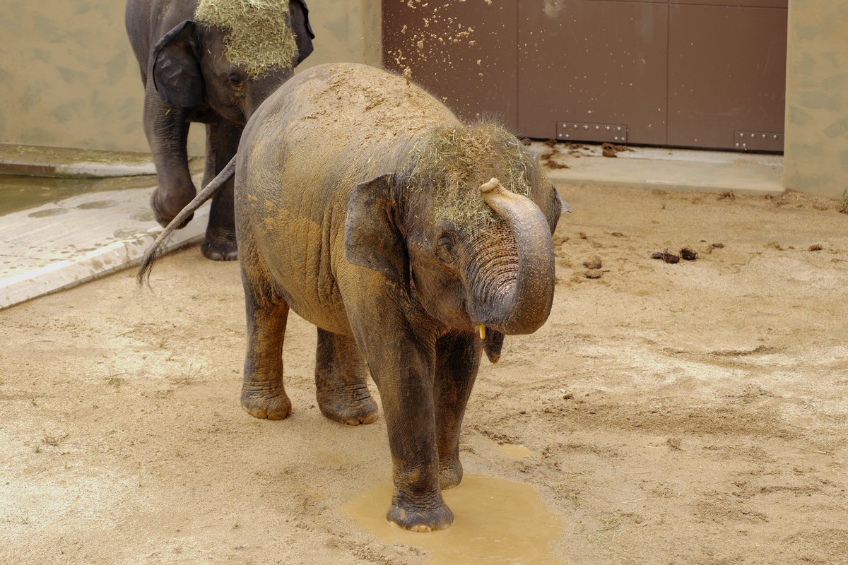 azkinakoo's tweet photo. 大人になってから行く動物園も楽しい！

シルバーウィーク嬉しいねえ
積んでるゲームやろうかなとも思うけど、どうせFF14でひたすら釣りしてるんだろうな🙄 https://t.co/KuccLlVPkY