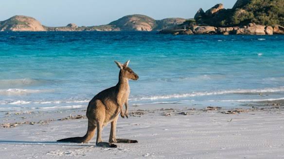 kay91052's tweet photo. Kangaroos are known for their hopping, using their powerful hind legs to spring forward, they can clear up to 8 metres in a single hop and can jump 1.8 metres high. These powerful legs not only allow them to cover great distances, but also give them speed, reaching up to 60 km/h. https://t.co/0wrn0EG5pw