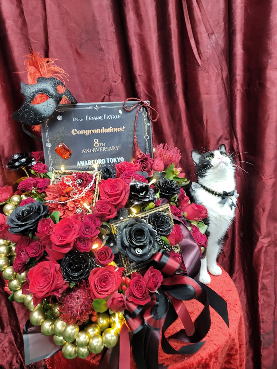 8787neko's tweet photo. Femme Fatal 池袋さん8周年御祝ですにゃ♪😹おめでとうございにゃす!
#花 #周年祝い #アレンジ花 #御祝花 #花猫庵 #SMBAR https://t.co/HDb6u84H12