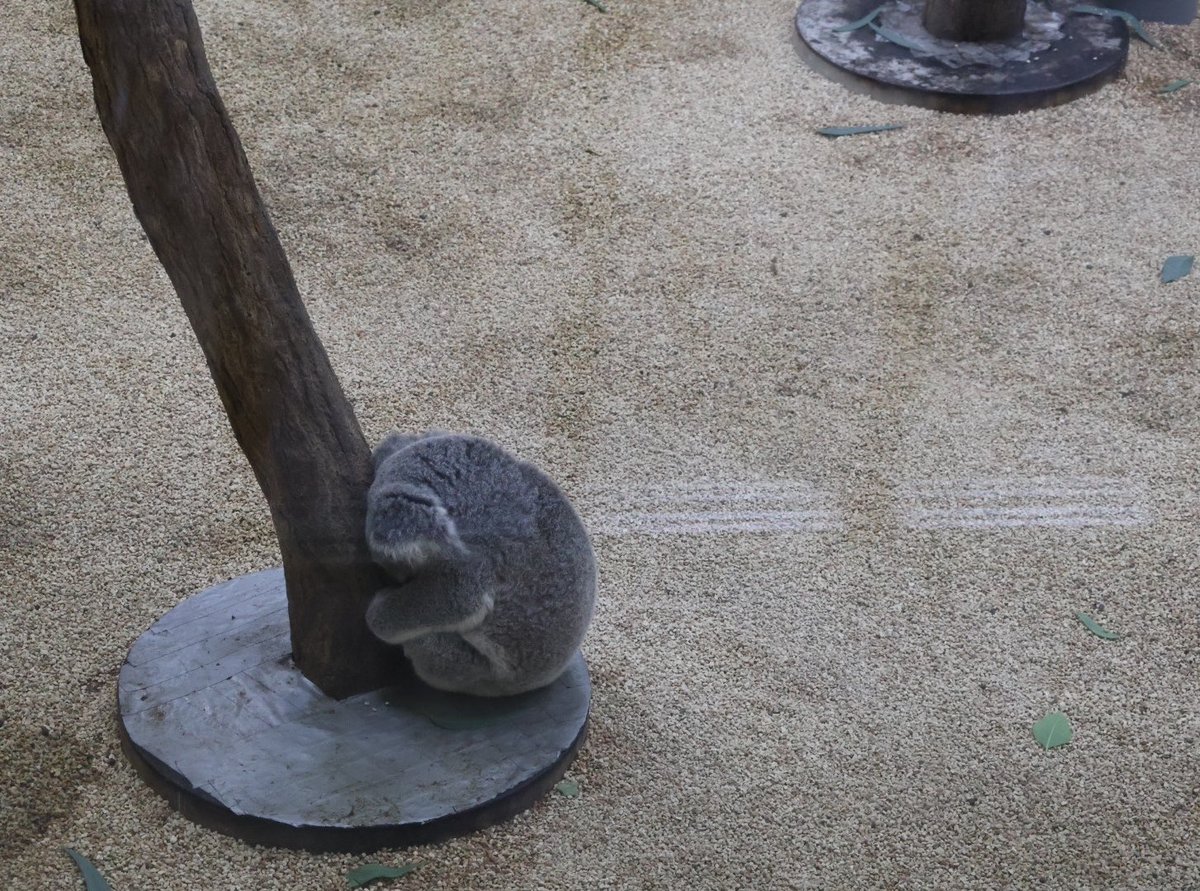 yryr_ii20's tweet photo. ポルはここで寝ることにした🐨💤

#ポル　#コアラ
#埼玉県こども動物自然公園 https://t.co/toLCdE97Bd