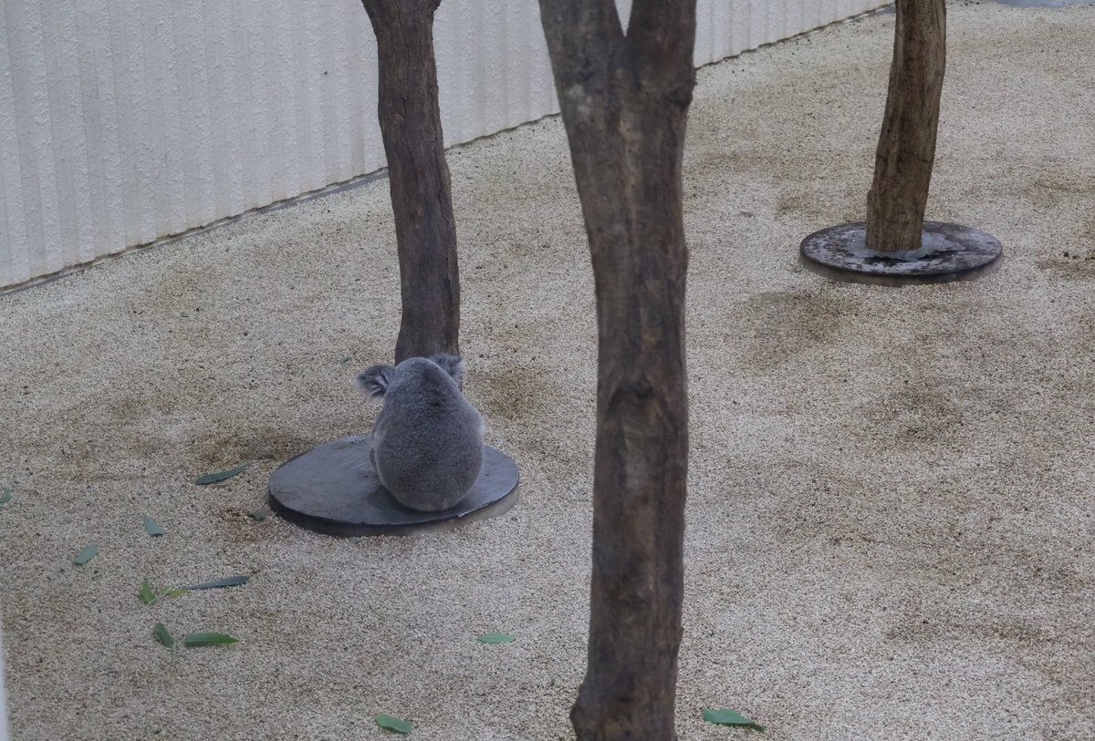 yryr_ii20's tweet photo. ポルはここで寝ることにした🐨💤

#ポル　#コアラ
#埼玉県こども動物自然公園 https://t.co/toLCdE97Bd
