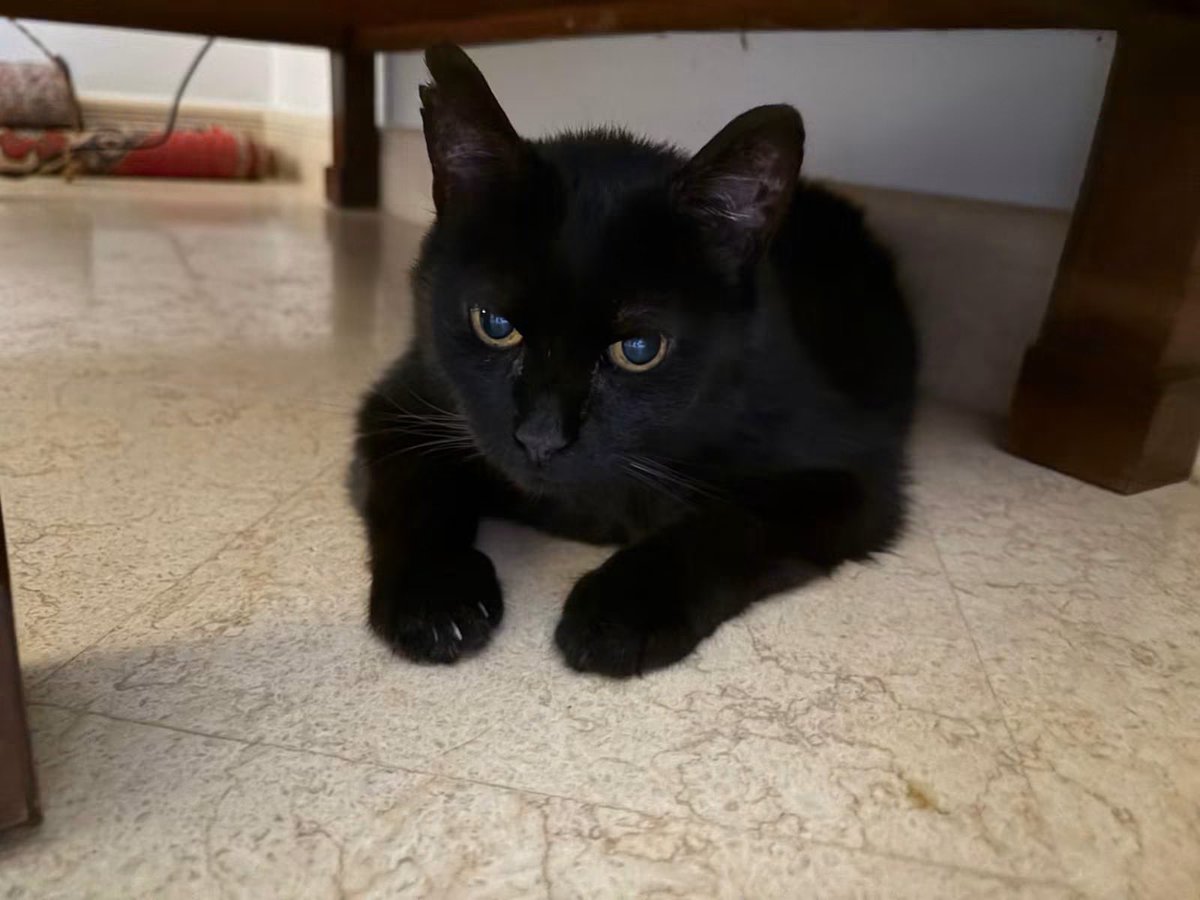 FiorellaArcodi1's tweet photo. URGENTISSIMO ! C' è tra di voi un anima buona che accolga in casa un gatto di 12 anni, in perfetta salute, sempre vissuto in casa,  non ha un' altra sistemazione dove stare !!! 
Il gatto si trova a Francavilla Fontana. 
Chiamatemi al 3481384706 https://t.co/nQbzsbyqTv