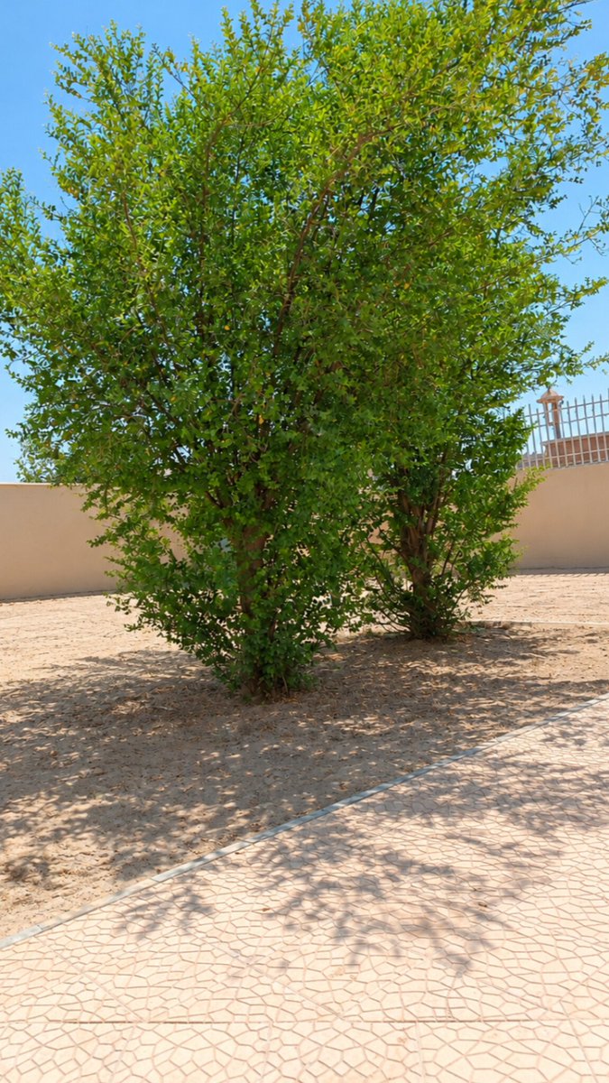 jamal_kamukh's tweet photo. شجرة السدر ليست مجرد شجرة مثمرة. بل شجرة متعددة الفوائد:

- تتحمل الحرارة والجفاف
- ثمارها صالحة للأكل
- توفر الظل
- تجذب النحل والملقحات
- تثبت التربة وتحد من انجرافها
- مناسبة للحدائق والمزارع
- تتحمل الظروف الصعبة وقلة العناية 

شجرة تجمع بين التحمل والفائدة والجمال.🌿 https://t.co/b1GHzKO1tF
