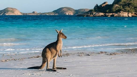 harryfisher11's tweet photo. Kangaroos are known for their hopping, using their powerful hind legs to spring forward, they can clear up to 8 metres in a single hop and can jump 1.8 metres high. These powerful legs not only allow them to cover great distances, but also give them speed, reaching up to 60 km/h. https://t.co/uS1ox5Y03S
