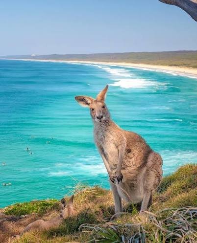 harryfisher11's tweet photo. Kangaroos are known for their hopping, using their powerful hind legs to spring forward, they can clear up to 8 metres in a single hop and can jump 1.8 metres high. These powerful legs not only allow them to cover great distances, but also give them speed, reaching up to 60 km/h. https://t.co/uS1ox5Y03S
