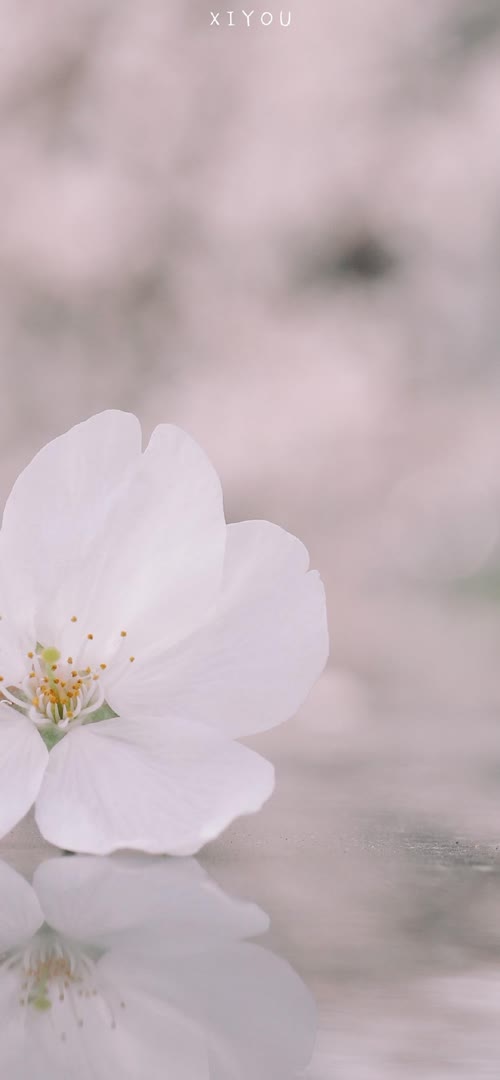 NormandRodoo's tweet photo. 🌸🔛🌲
Current mood: small choices improve days. Today I'll learn by trying. Progress showed up in comfortable shoes. https://t.co/doIkGnKQKF