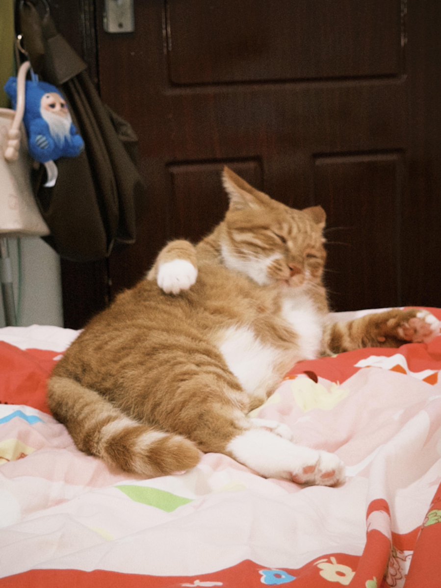 nocontextscats's tweet photo. so comfy https://t.co/KDUIGdxrkE