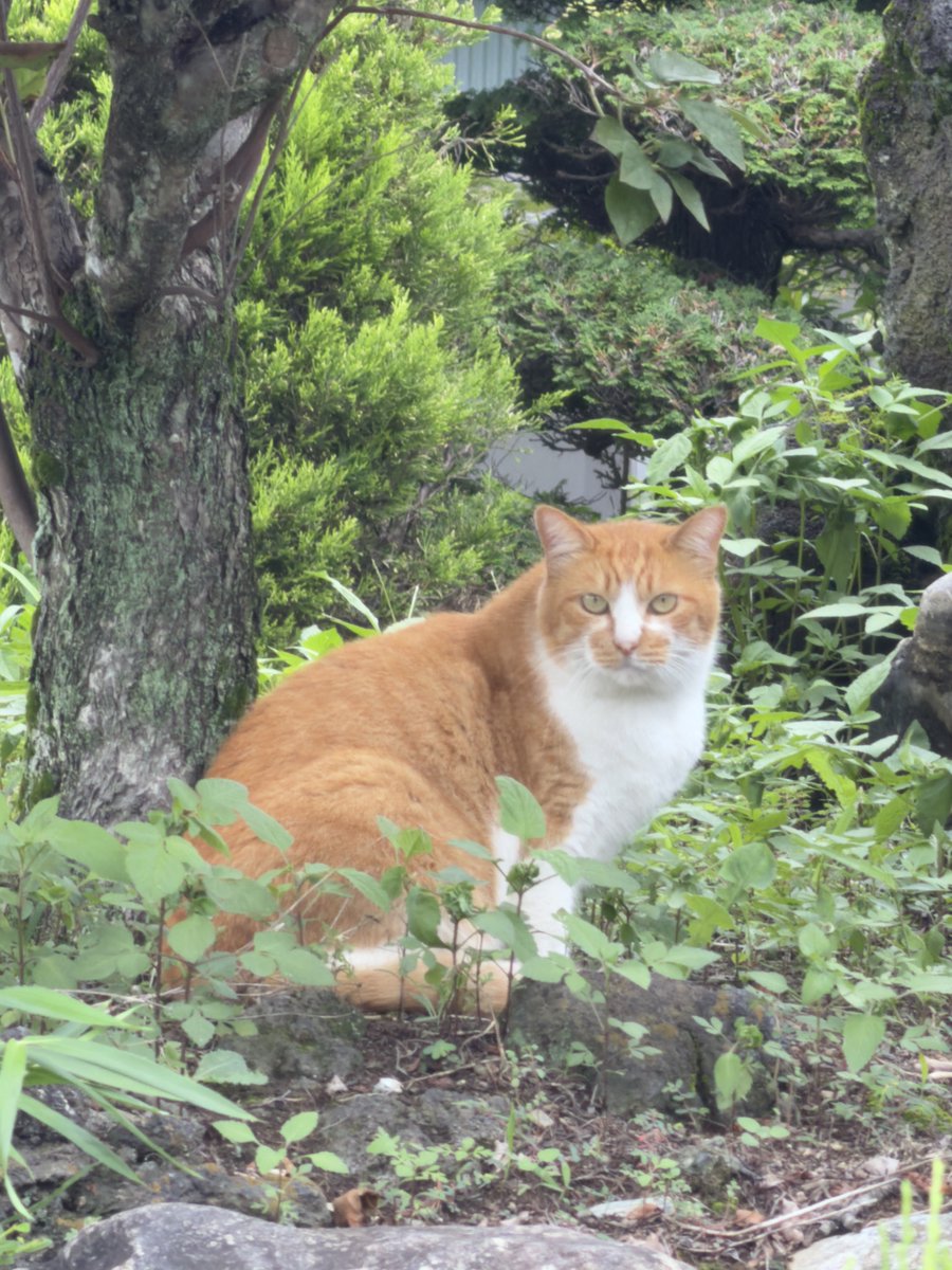 visit_yorii's tweet photo. 「よりいち」試走の続き〜！

ゴルフ場の峠から降りて来ると、旧猪俣村の小さな交差点に出る。石碑が何基も寄せられているのは、やはり周辺から集められたものであろう。道幅も古い道にしてはかなり広い。

傍らのいちばん背の高い大きな碑には、道路溜池改修記念之碑と書いてあるのかな？ むべなるかな。この辺り、溜池もたくさんあるんです。

一匹の猫ちゃんが、道行く人を、ぴくりともせずに見続けていたよ😁

#寄居町 #美里町 #よりいち #石碑