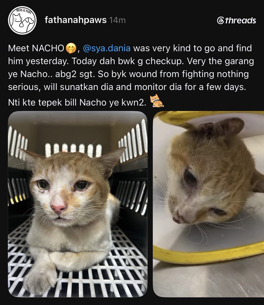 FiskaYenitaFK_'s tweet photo. Update oyen! Nama Nacho yaww 🤏🏻

Alhamdulilah ya Allah, happy sangat sebab dia dah start rawatan &amp; monitoring 🫶🏻 https://t.co/VpkKOK28s7