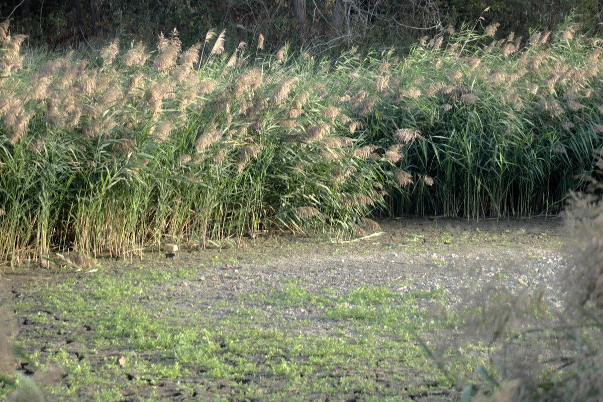 MorvienR's tweet photo. One of the lakes at the Hampton's was full in the #Springwatch had a lot of fish including quite large carp🐟but since the heatwave🌞a lack of rain💦it has completely dried out😔not sure it will ever fill up again without months of continuous rain😬@Team4Nature @bbcweather https://t.co/DMxSldprg0