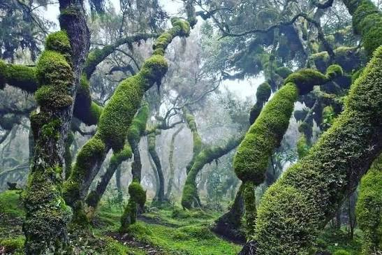 GuerraenlaUni's tweet photo. Podría ser el escenario de un cuento de los hermanos Grimm, pero es el bosque de Harenna, en Etiopía. Y acaban de descubrir una especie de serpiente nueva en él:
https://t.co/U6gLPnnZMG https://t.co/x3auYCtN2T