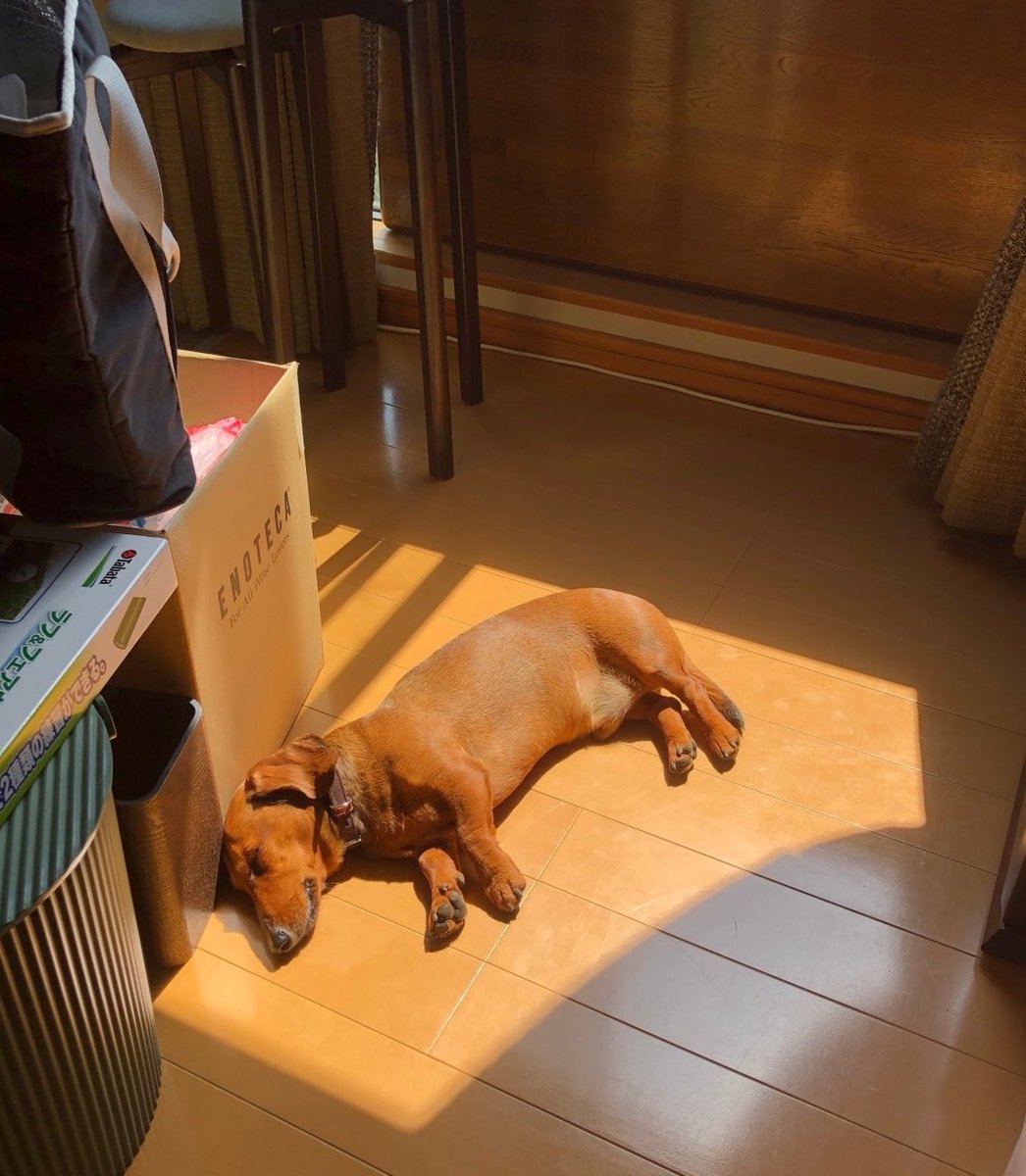 long_short_dog's tweet photo. 長く、短い犬を家の中で見失ったら

その日、その時間で1番ぽかぽかしてそうな場所を見に行くと、居る。 https://t.co/CiL7yVCD1G