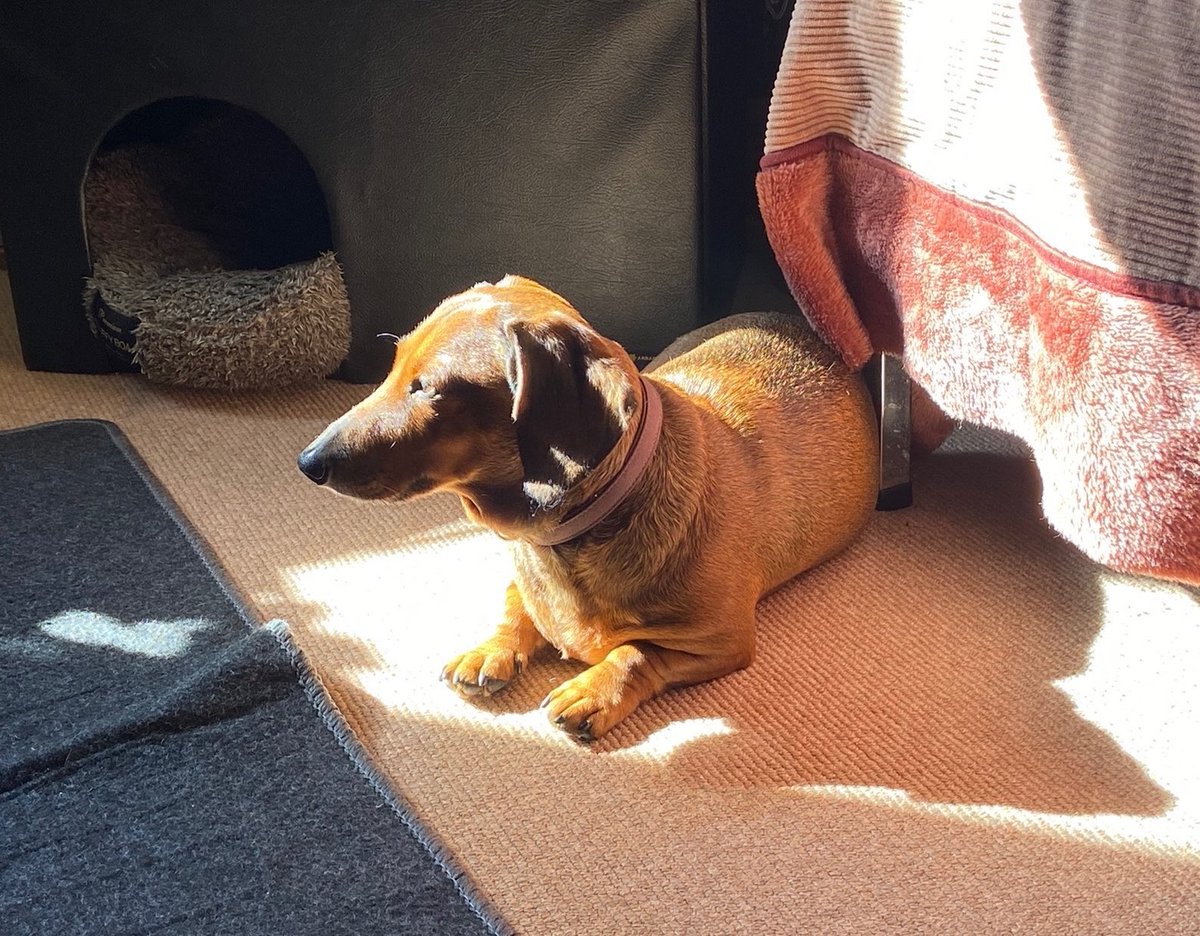 long_short_dog's tweet photo. 長く、短い犬を家の中で見失ったら

その日、その時間で1番ぽかぽかしてそうな場所を見に行くと、居る。 https://t.co/CiL7yVCD1G