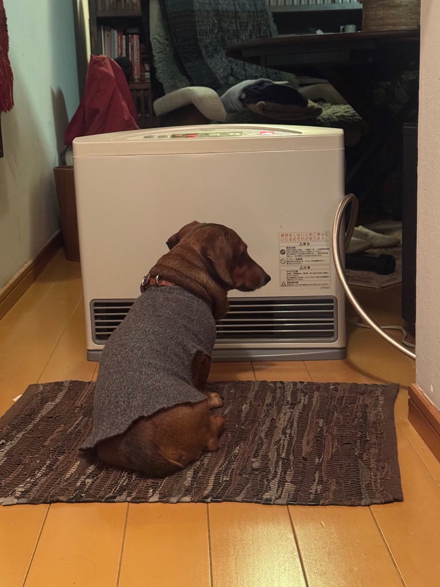long_short_dog's tweet photo. 長く、短い犬を家の中で見失ったら

その日、その時間で1番ぽかぽかしてそうな場所を見に行くと、居る。 https://t.co/CiL7yVCD1G