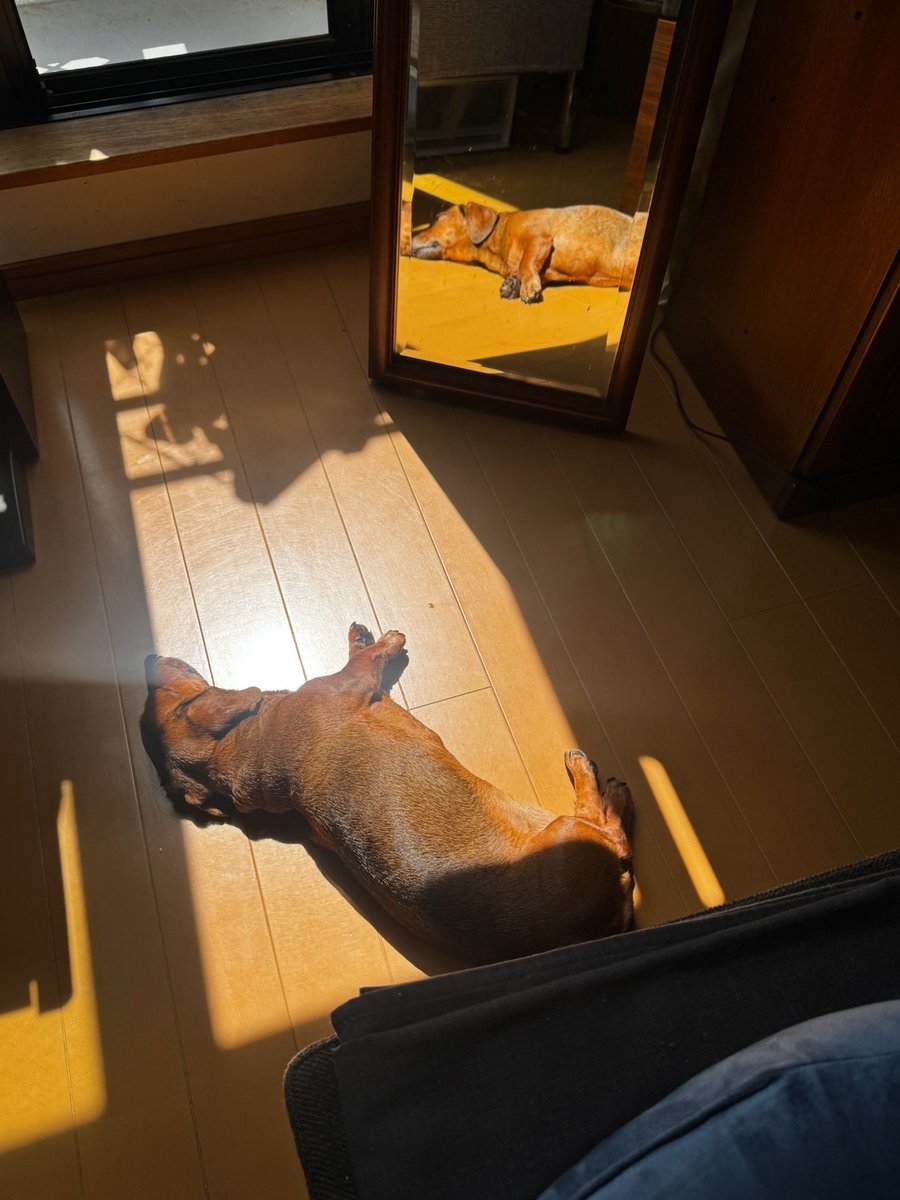 long_short_dog's tweet photo. 長く、短い犬を家の中で見失ったら

その日、その時間で1番ぽかぽかしてそうな場所を見に行くと、居る。 https://t.co/CiL7yVCD1G