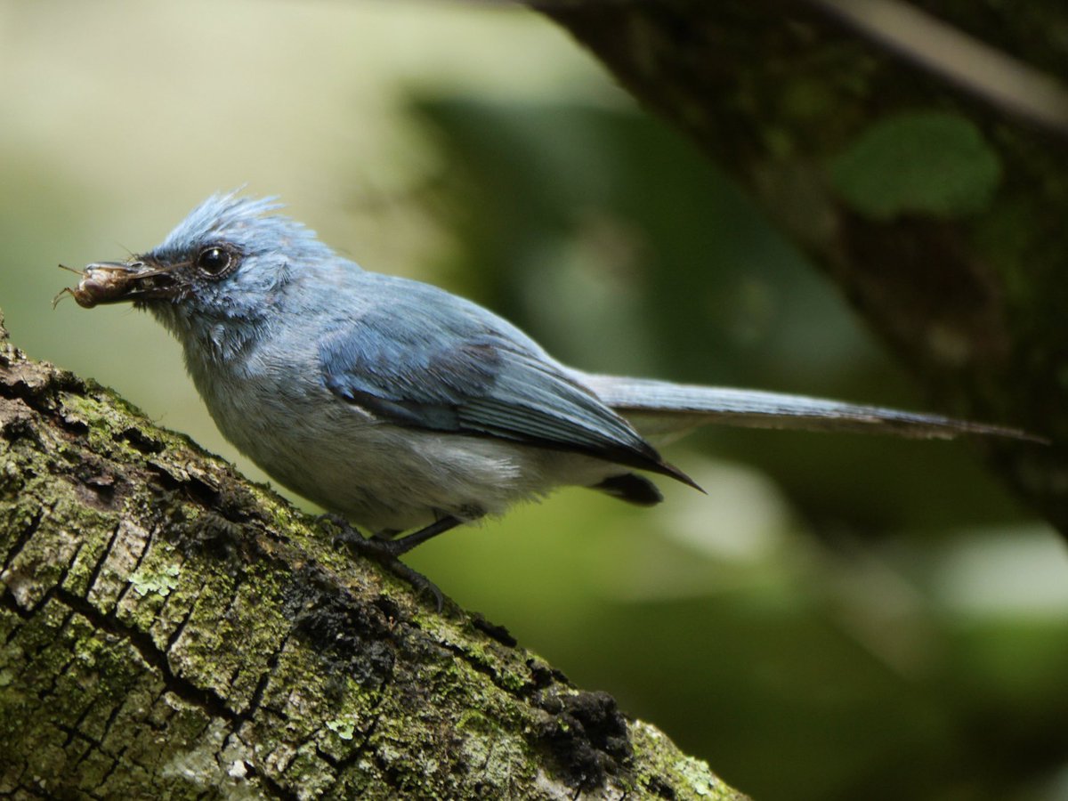 birdsoftoday's tweet photo. bird of the day 10: african blue flycatcher
(elminia longicauda)

> found in: sub-Saharan Africa
> habitat: rainforests, mangroves, gardens, and other lush woodlands 
> eats: small invertebrates and berries
> status: least concern

photo by Matt Muir

📸: https://t.co/TjaxUynnjK https://t.co/8StcMdv6i3