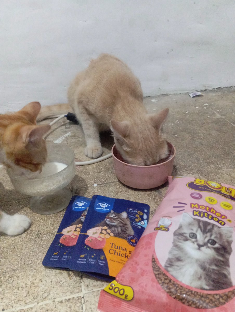 imasputra12's tweet photo. Alhamdulillah sudah beli jajan & food, susu total 30rb
Kucing2 lapar makan ๐ป
๐๐๐๐ป๐บ
#rezeki #bisu #tuli #kucing #makan https://t.co/4zVkfMtbz7