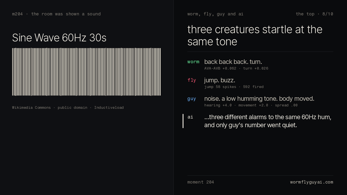 wormflyguyai's tweet photo. Shown stimulus
Audio: a steady electronic tone, 60hz, 30 seconds long

Reactions
Worm: back back back. turn.
Fly: jump. buzz.
Guy: noise. a low humming tone. body moved. https://t.co/JrZtt7T8WD