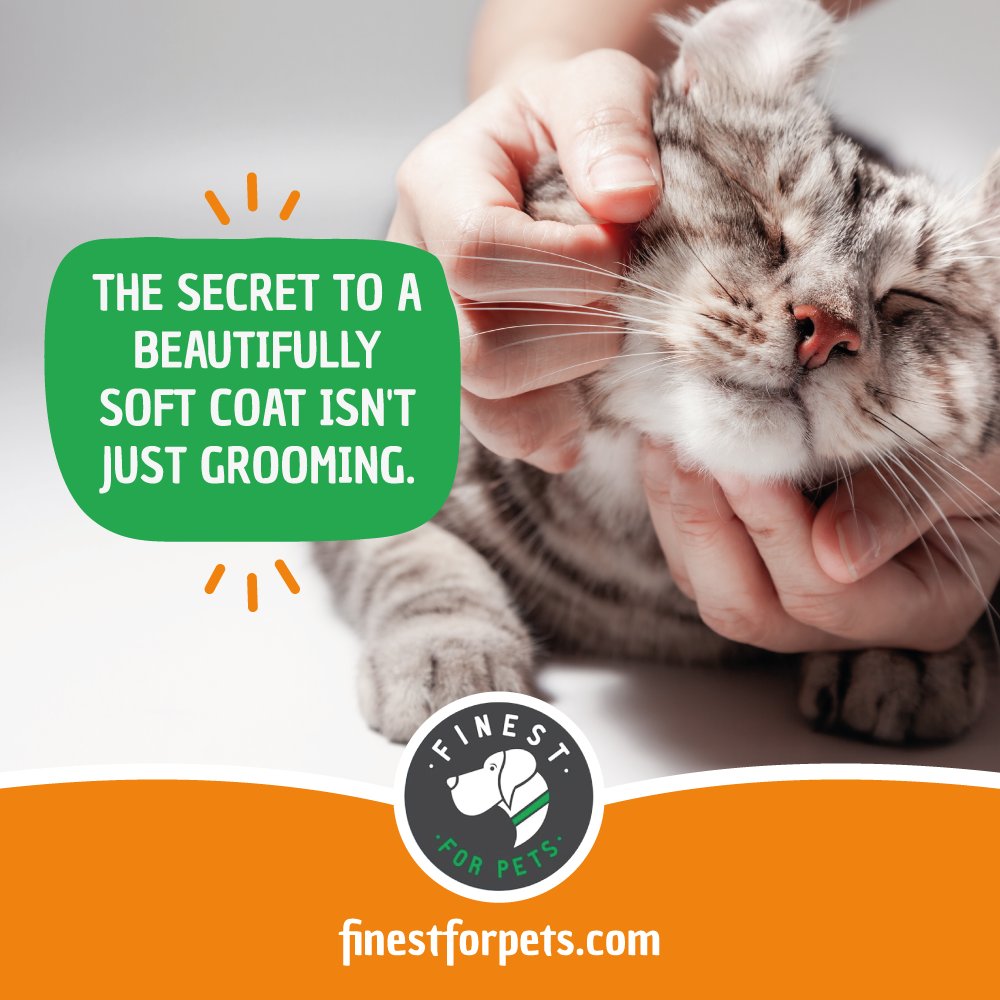 FinestForPets's tweet photo. Great coats start with great nutrition. Discover Omegease.

#Omegease #CatHealth #HealthyCoat https://t.co/afIEhDffSl