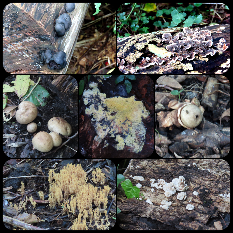 CCommijs's tweet photo. In de #heemtuin zijn al wel wat #paddenstoelen te vinden ๐:
-#kogelhoutskoolzwam
- #gewoon_elfenbankje
- #kleine_aardappelbovist
- #heksenboter
- #gekraagde_aardster
- #rechte_koraalzwam
- #witte_bultzwam https://t.co/4LKBtZEBXa