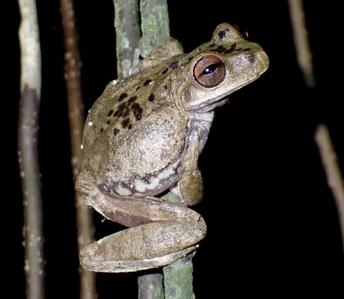 herpsoftoday's tweet photo. herp of the day 8: ceiba stream frog
(atlantihyla spinipollex)

> found in: Honduras (endemic)
> habitat: moist forests, especially near rivers
> eats: insects and other small invertebrates 
> status: endangered 

📸: https://t.co/8VmIkiTwFg https://t.co/YLzFc9bB6f