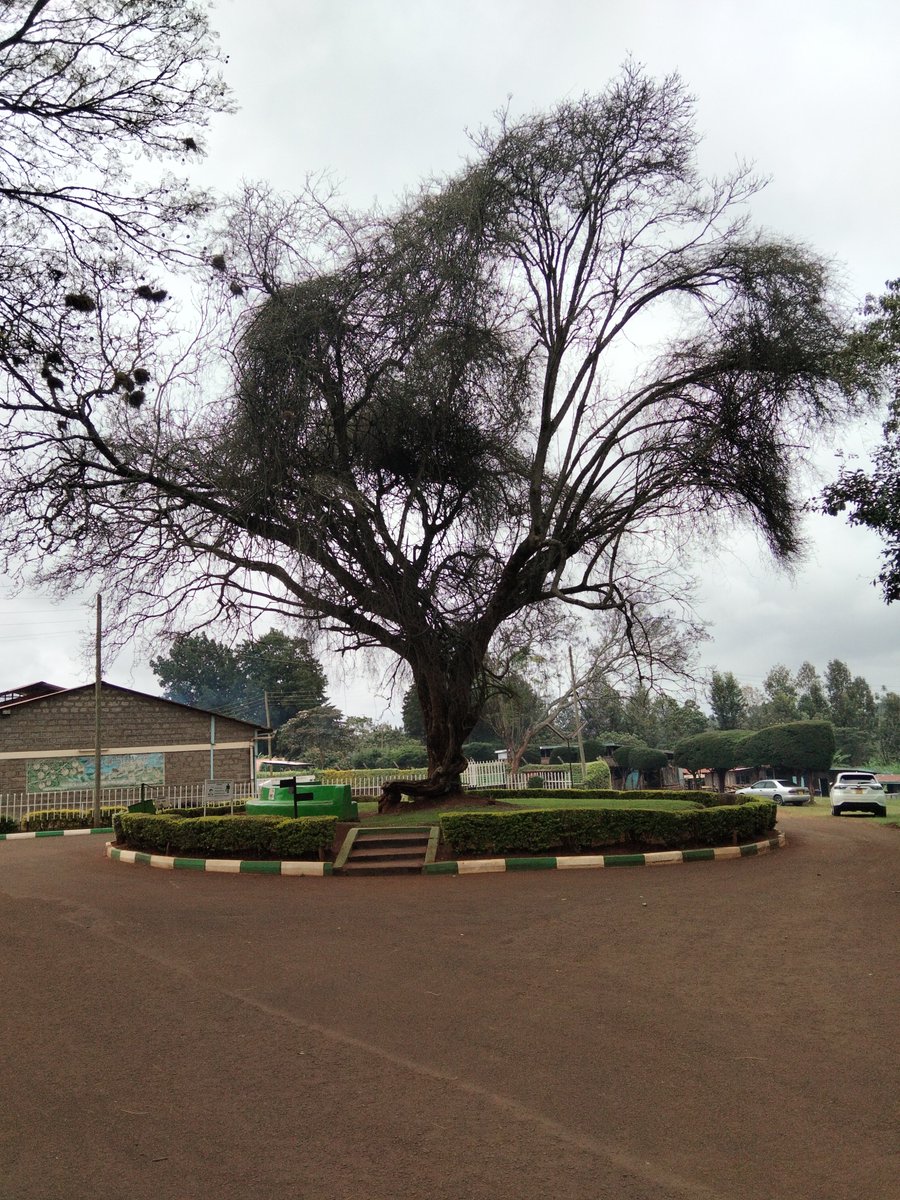 muchogokariuki's tweet photo. This tree was uprooted from Mungaria Primary School- a Kikuyu Independent Schools Association ground and carried about one and a half kilometres to Aguthi, the work concentration camp. There, men were forced to water it with their mouths from the stream at Kaigonde a far. Not with jerrycans as free labour. With their mouths. As humiliation. As proof that the body of a people could be bent to serve even a stolen tree on killing ground. That is the record. An independent school stripped of its tree. A camp that turned prisoners into beasts of irrigation. Water from Kaigonde taken not to sustain life with honour, but to mark dominance over those who refused to sell out.
Since last year the tree has begun to die. I do not rush to a scientific comfort. I place the fact before our elders and ask for their reading