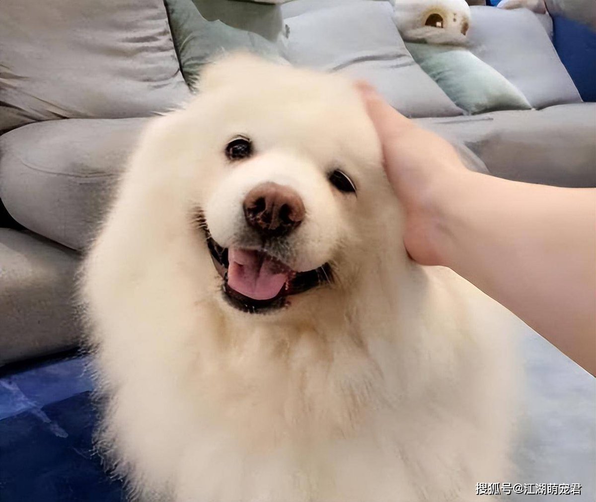 aurea284109's tweet photo. Nothing beats coming home to a wagging tail and purrs that turn a tough day into a warm one https://t.co/VZAf4feIbF
