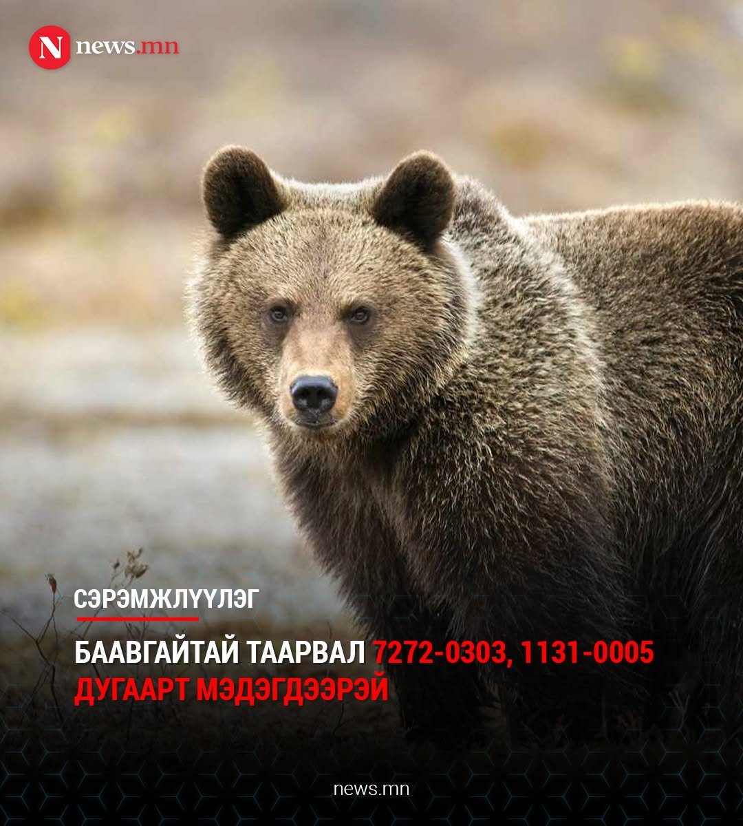 lutochirv's tweet photo. Сүлжээгүй газар байвал тэгээл баавгайны закуск болох байхдаа https://t.co/x24HgM4pQr
